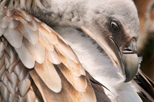 Griffon vultures Griffon vultures