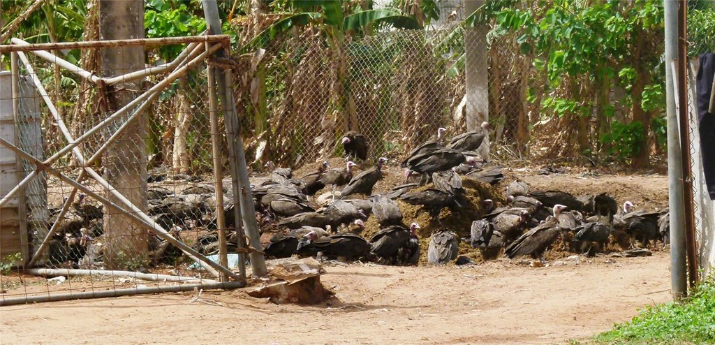 Hooded Vultures Feeding at Abuko Slaughter House
