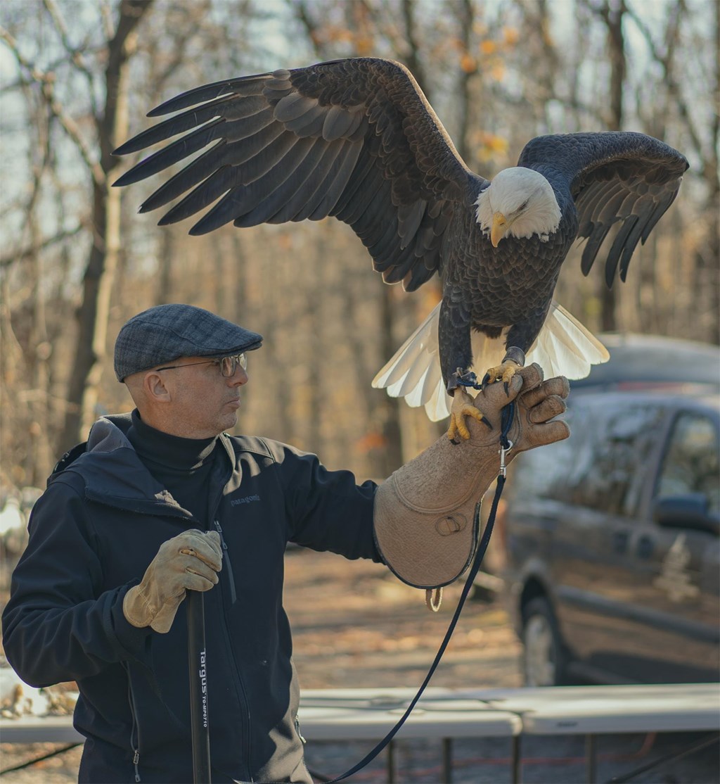 Bald Eagle perched on presenter's arm, Eagle Day Presentation