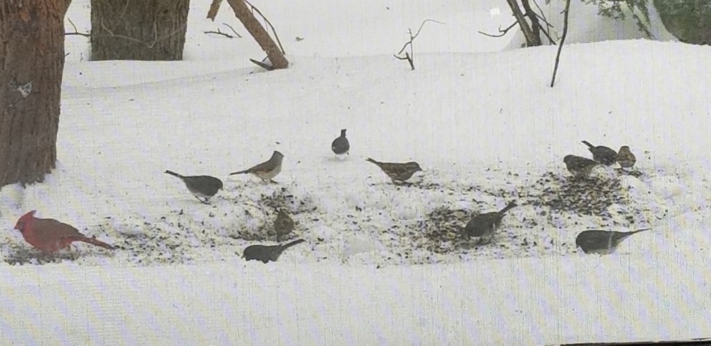 View of the Visitor Center Feeders featuring several winter bird species View of the Visitor Center Feeders featuring several winter bird species