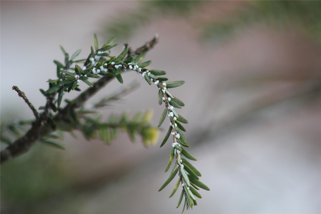 The Egg Sacs of the Hemlock Woolly Adelgid on an Eastern Hemlock Branch