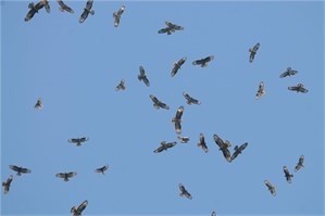 Honey Buzzard Honey Buzzard
