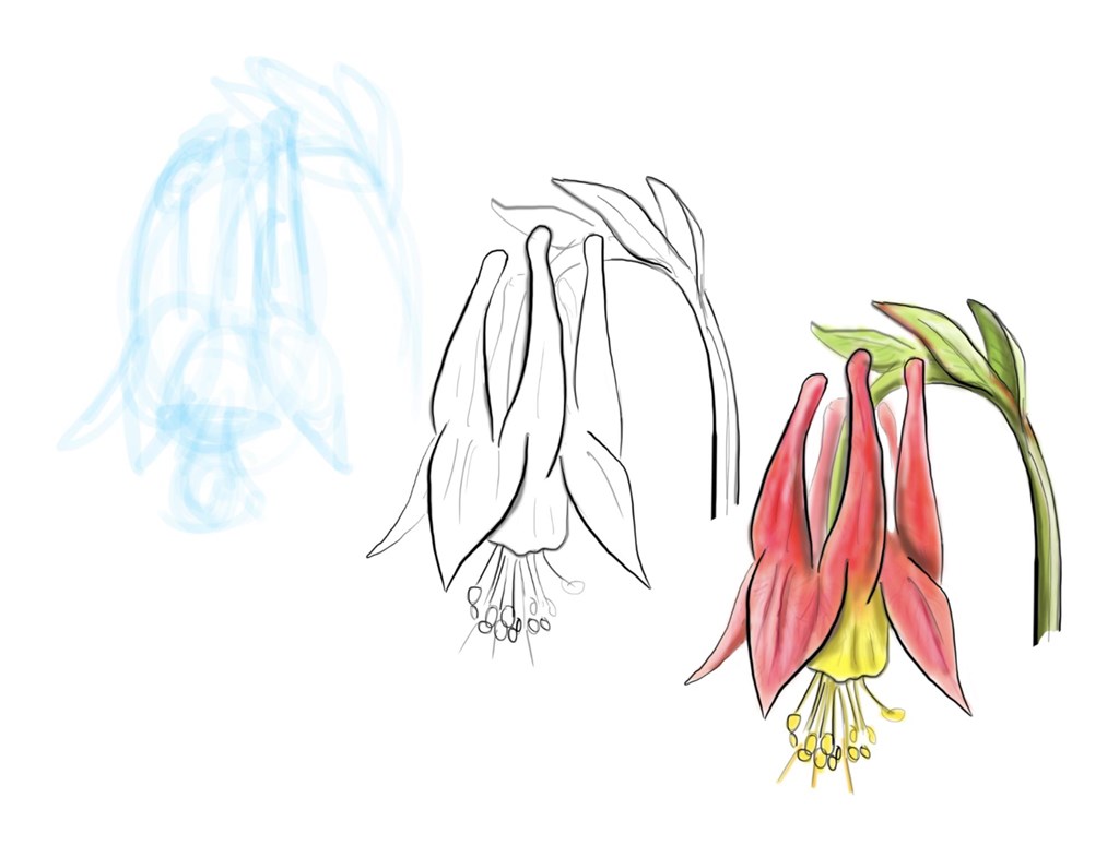 Jack Hobe Wildflower Sketches