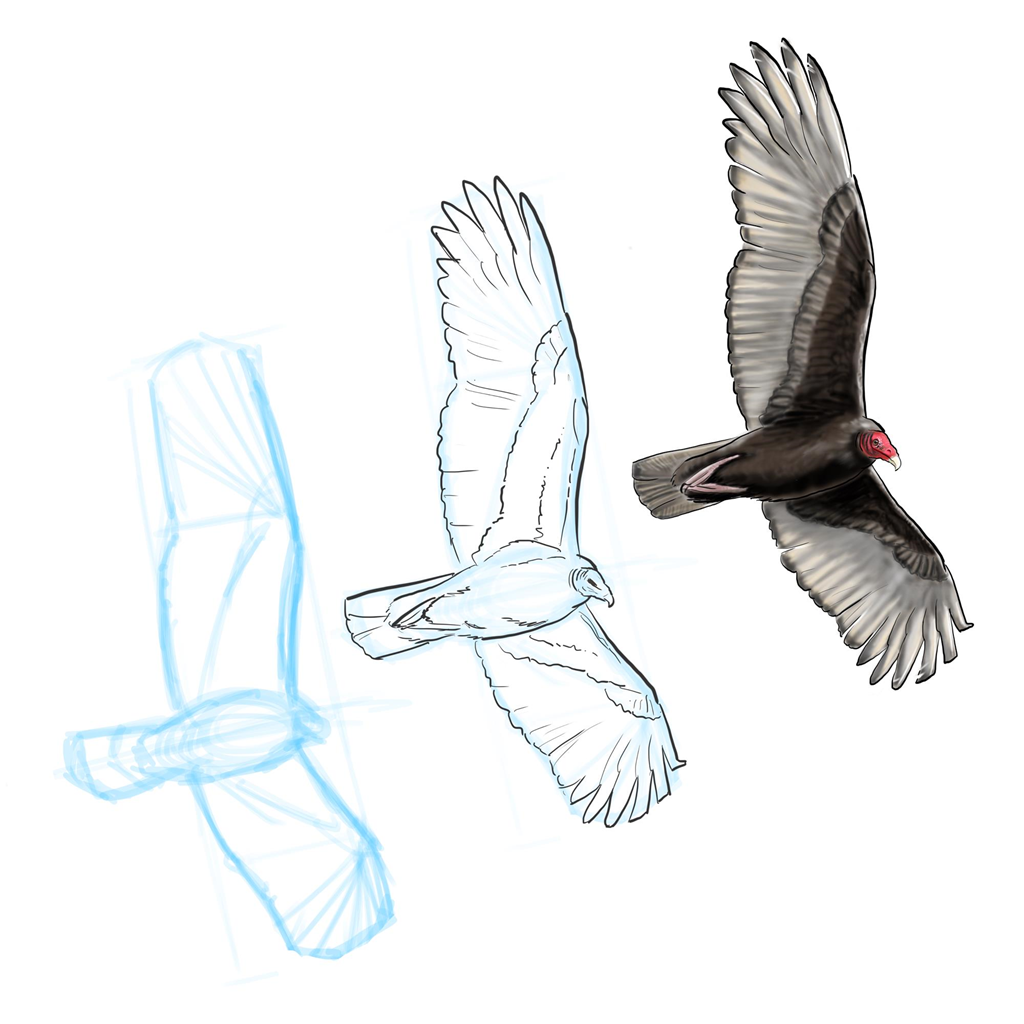 Jack Hobe vulture sketches
