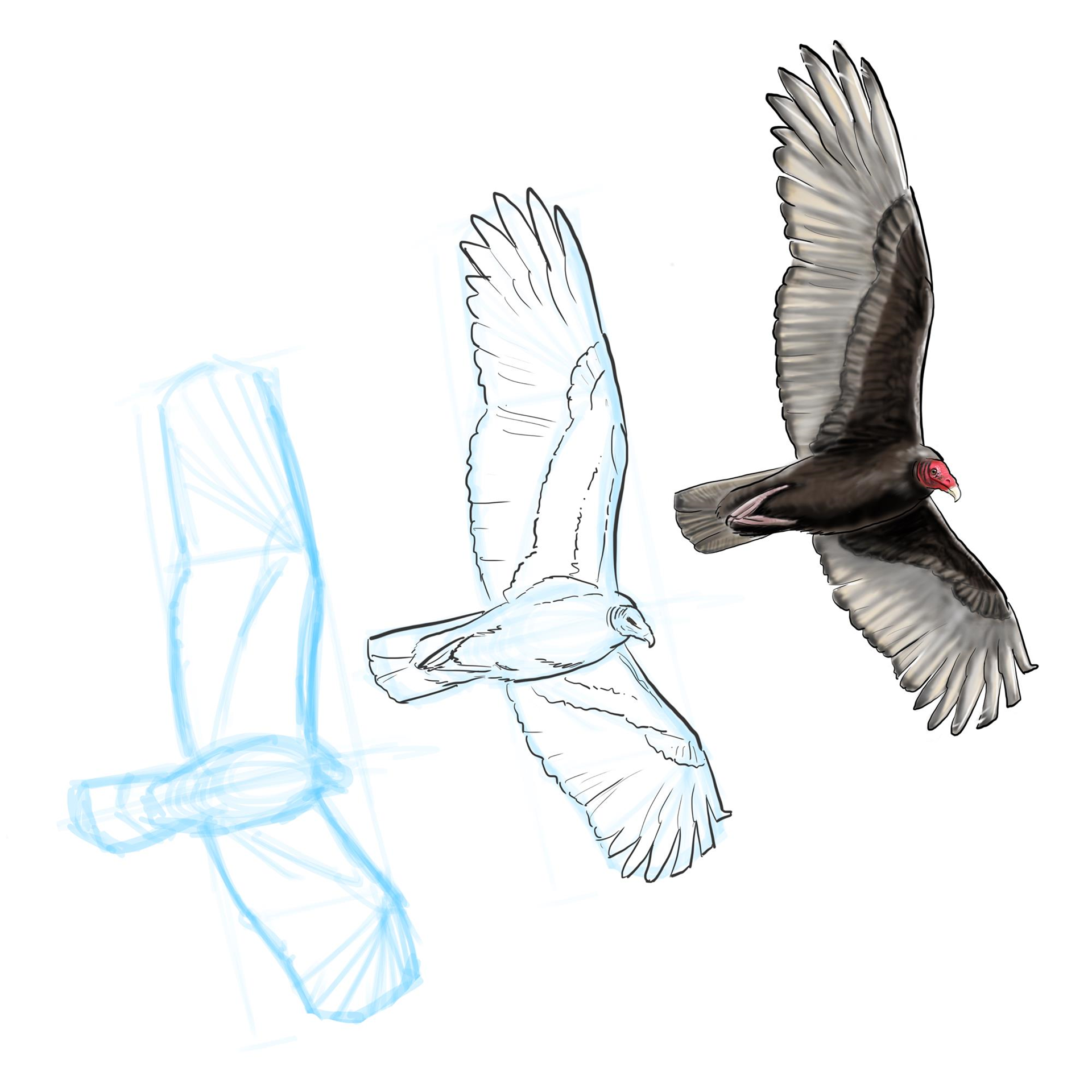 How to Draw Vultures
