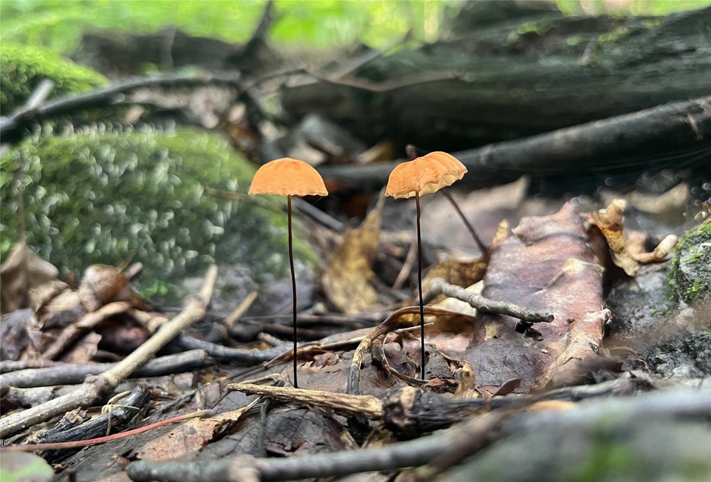 Two Orange Pinwheel Mushrooms Stand Side by Side