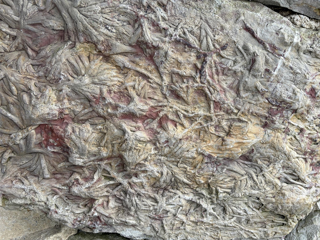 Fossilized rock outside of Visitor Center