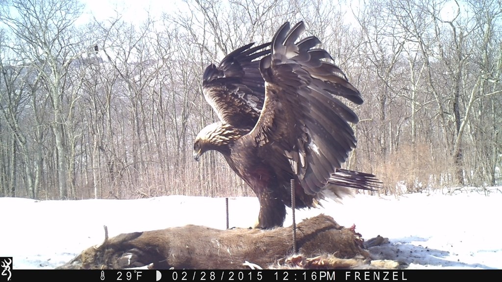 Eagle eating a deer carcass