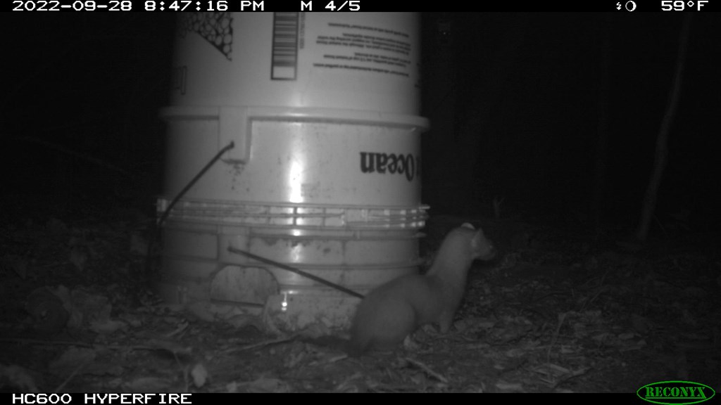 Weasel Research Trail Cam