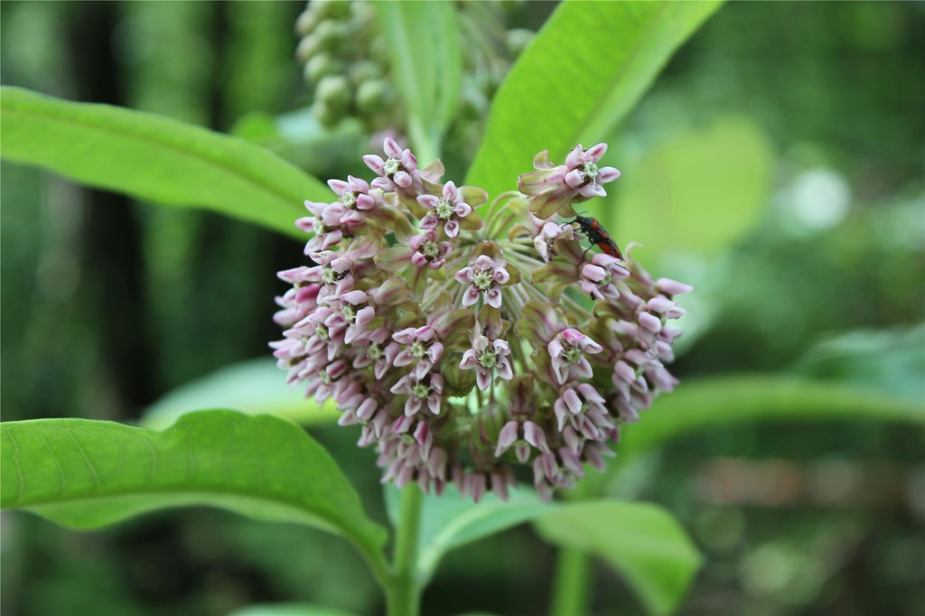 Common Milkweed Bloom