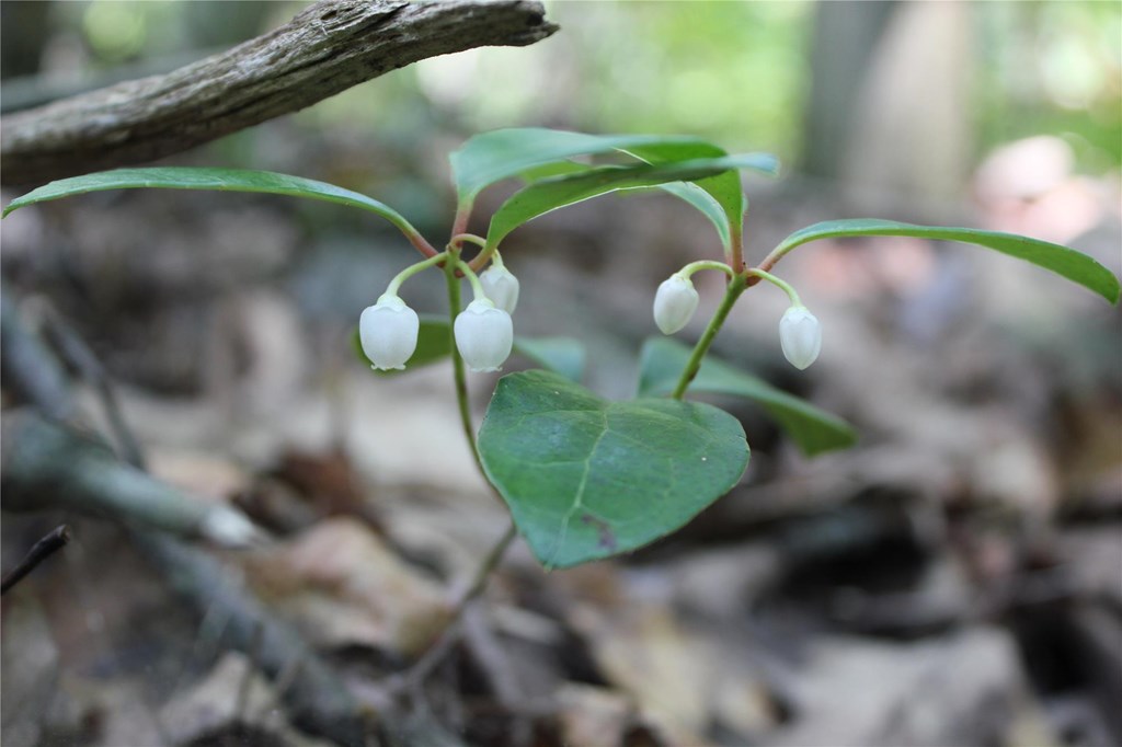 Eastern Teaberry In Bloom