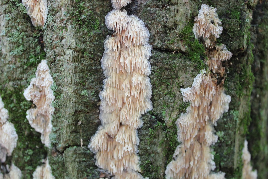Asian Beauty Fungi Growing on a Dead Tree