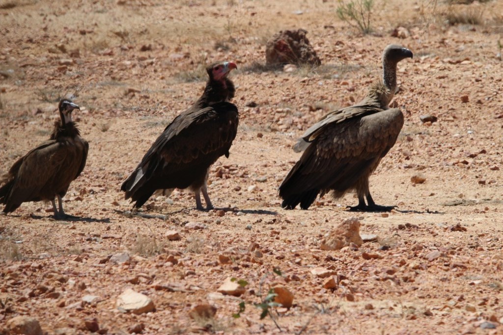 Three species of vultures at a Vulture Restaurant