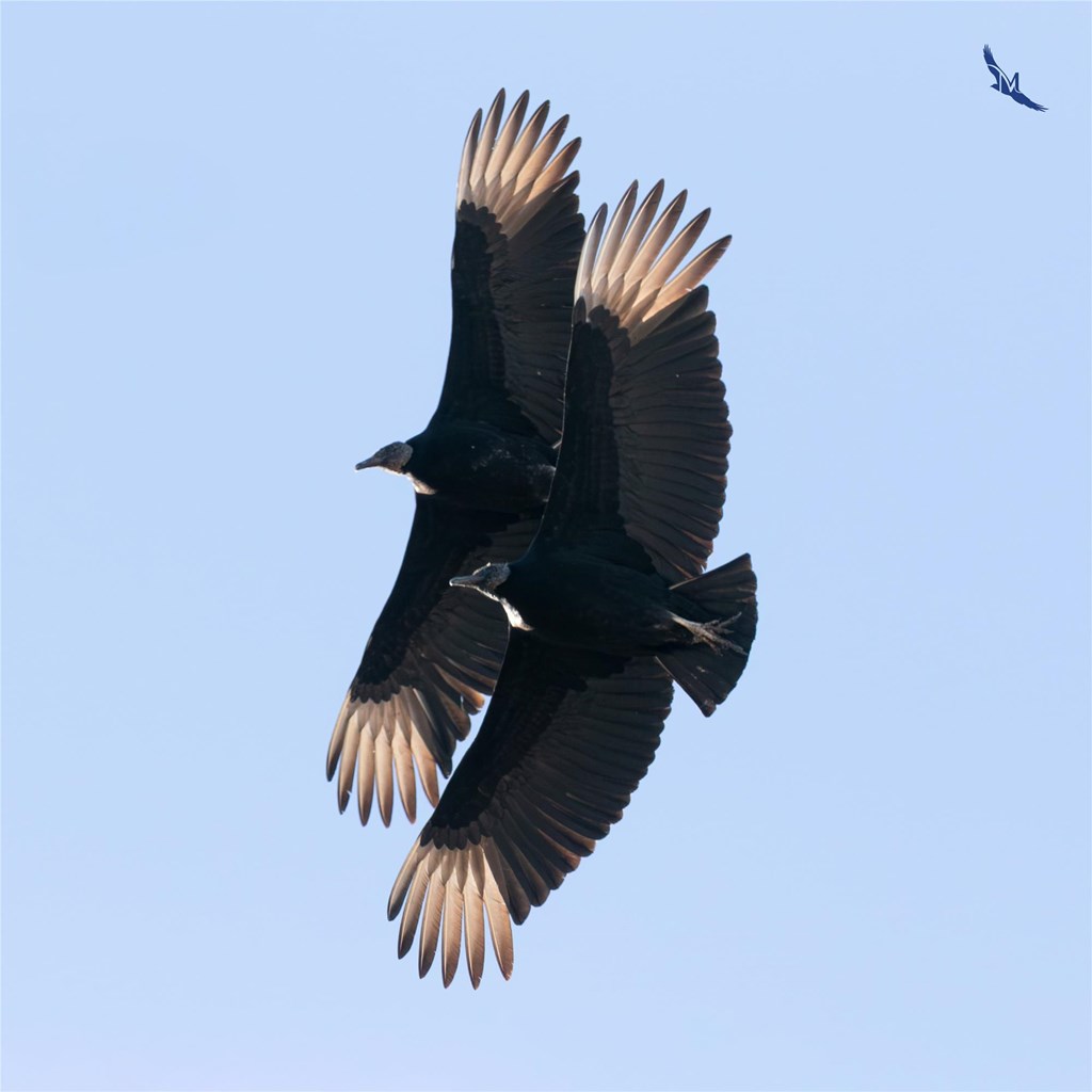 Black Vultures by Matías Juhant