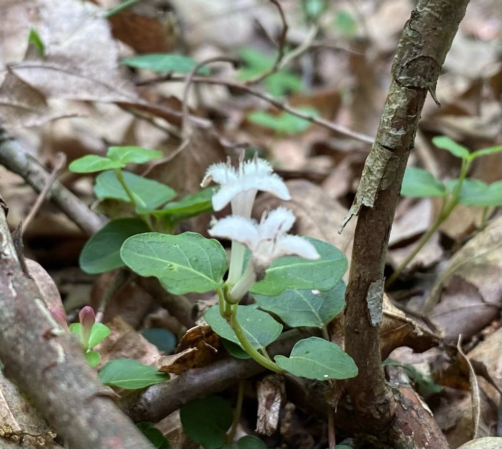 Partridgeberry in Bloom