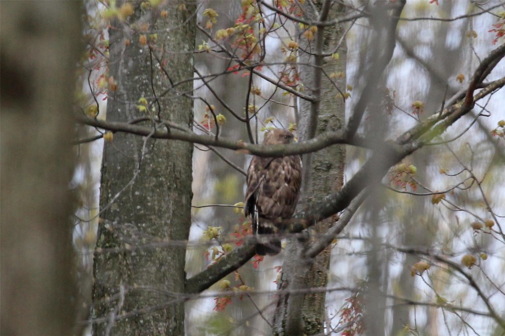 Perched Broad-winged Hawk