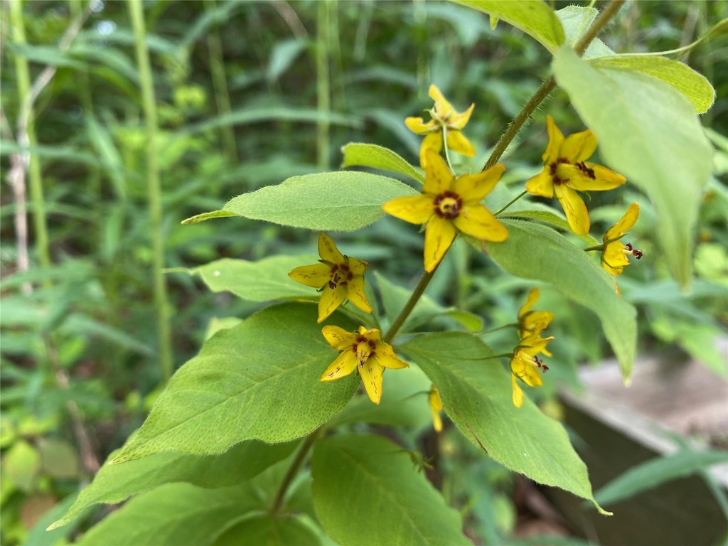 Whorled Loosestrife In Bloom Whorled Loosestrife In Bloom