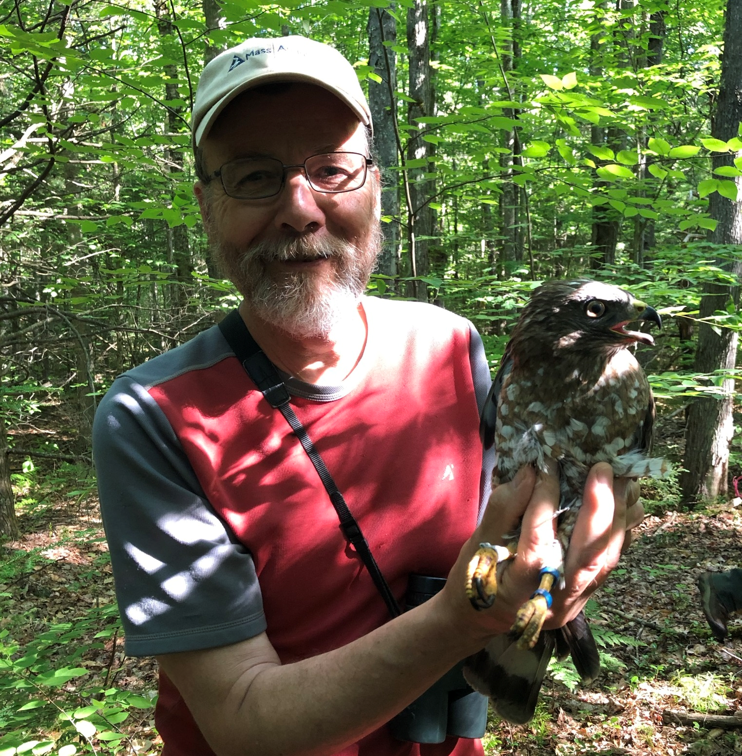 The Expanding Broad-winged Hawk Project | Hawk Mountain Sanctuary ...