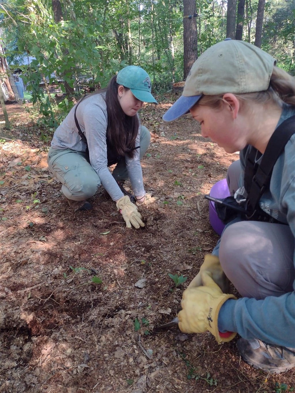 planting