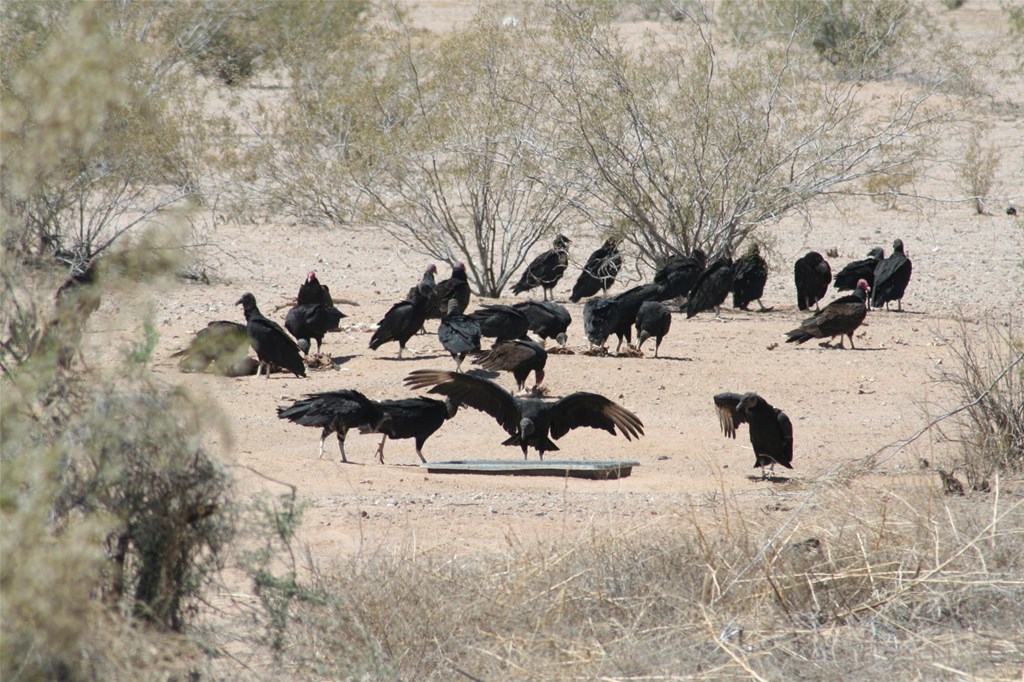 Turkey Vultures  Hawk Mountain Sanctuary: Learn Visit Join