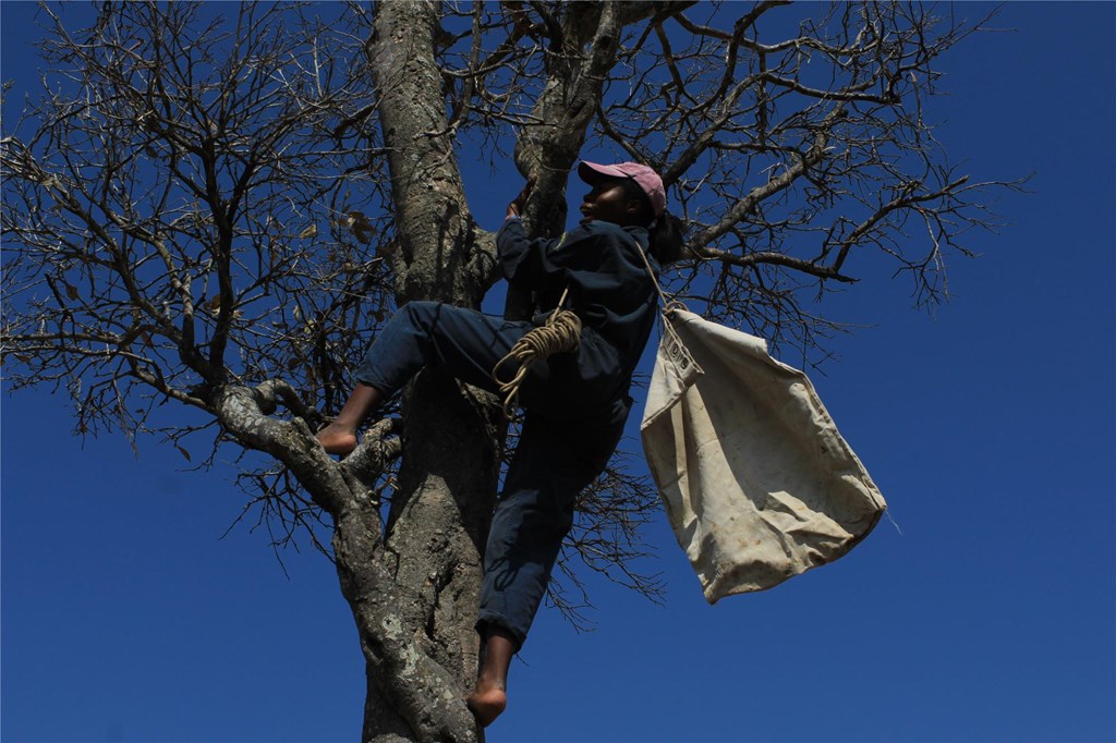 Merlyn Climbing a Tree
