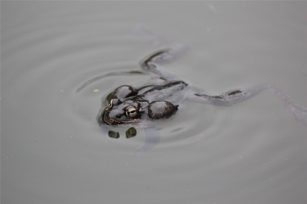 Wood Frog With Inflated Vocal Sacs