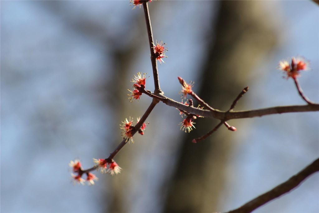 Male Flowers of a Red Maple in Early Spring