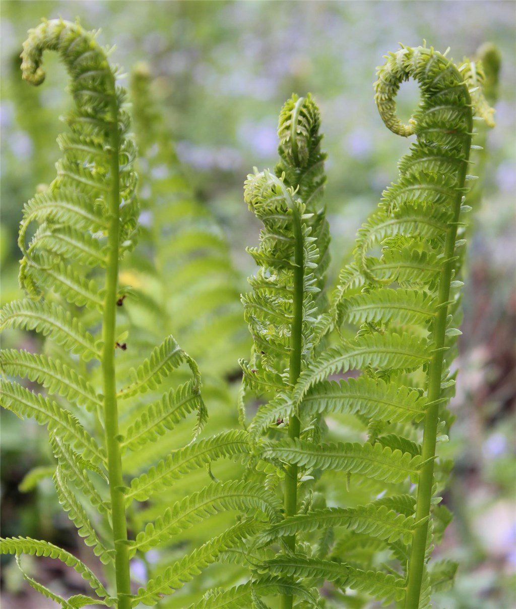 Ostrich Fronds Unfurling