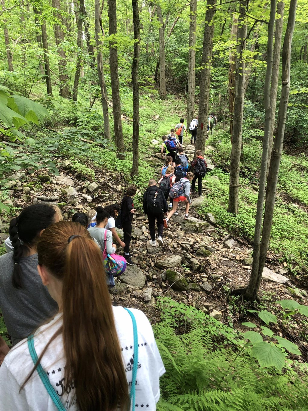 Line of students hike through the forest on the Hawk Mountain trail.