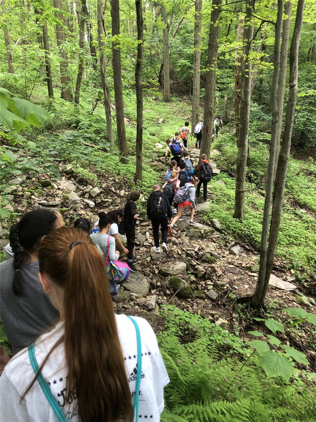Guided Group Hiking On Trails on a Mountain Discovery Line of students hike through the forest on the Hawk Mountain trail.