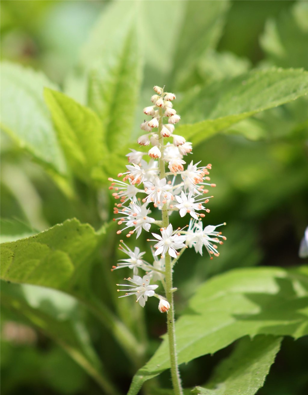 Heartleaf Foamflower in Bloom