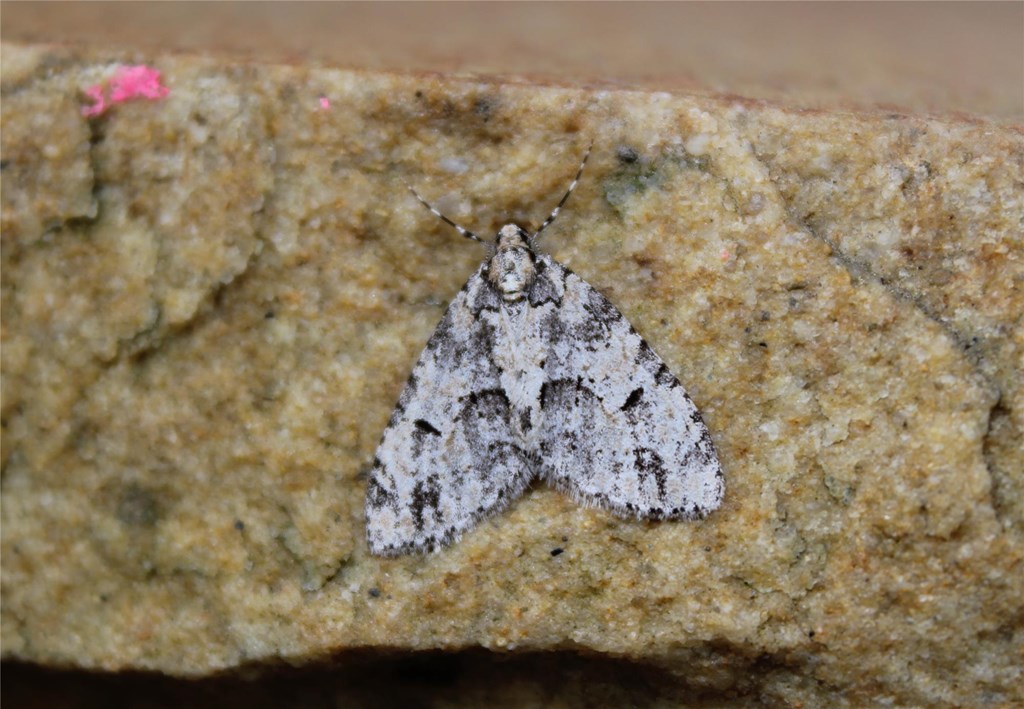 Mottled Gray Carpet Moth Contrasted on Rock