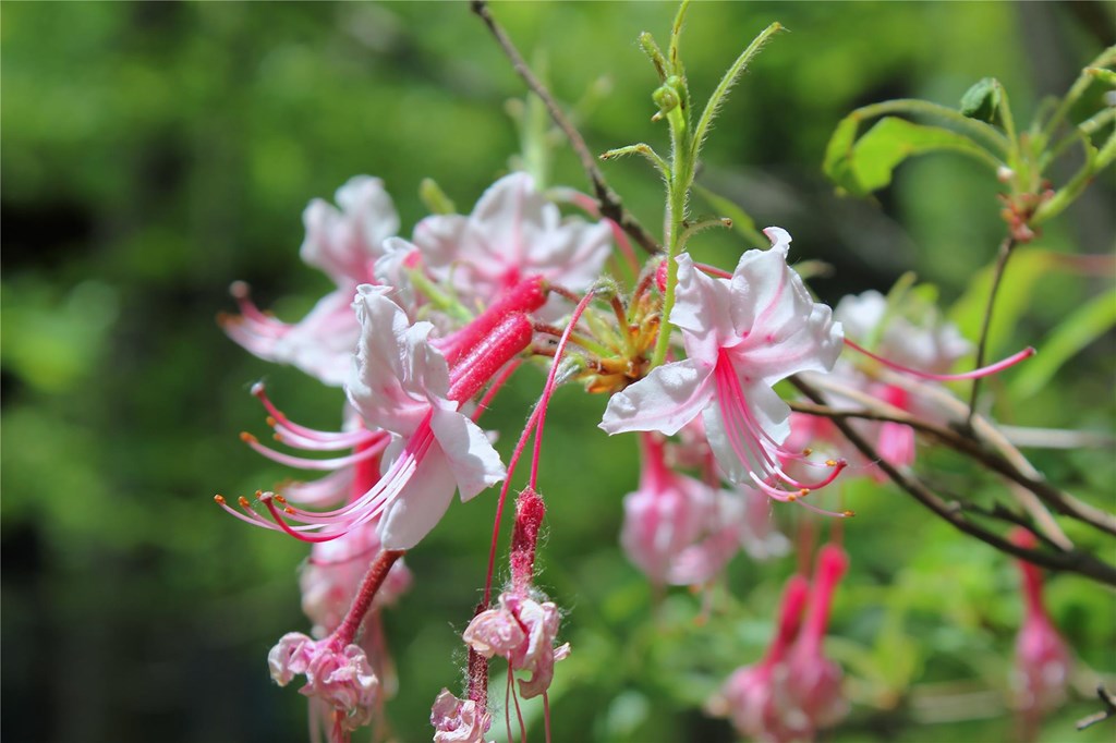 Pinxterbloom Azalea Flowering