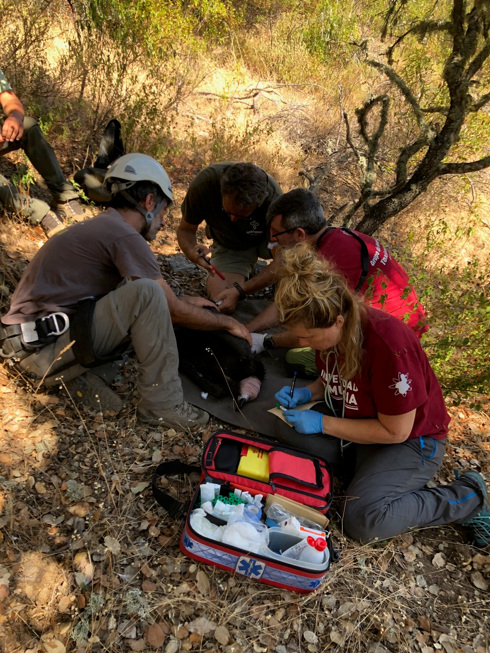Alfonso's Team Collecting Data on a Cinereous Vulture Alfonso's Team Collecting Data on a Cinereous Vulture