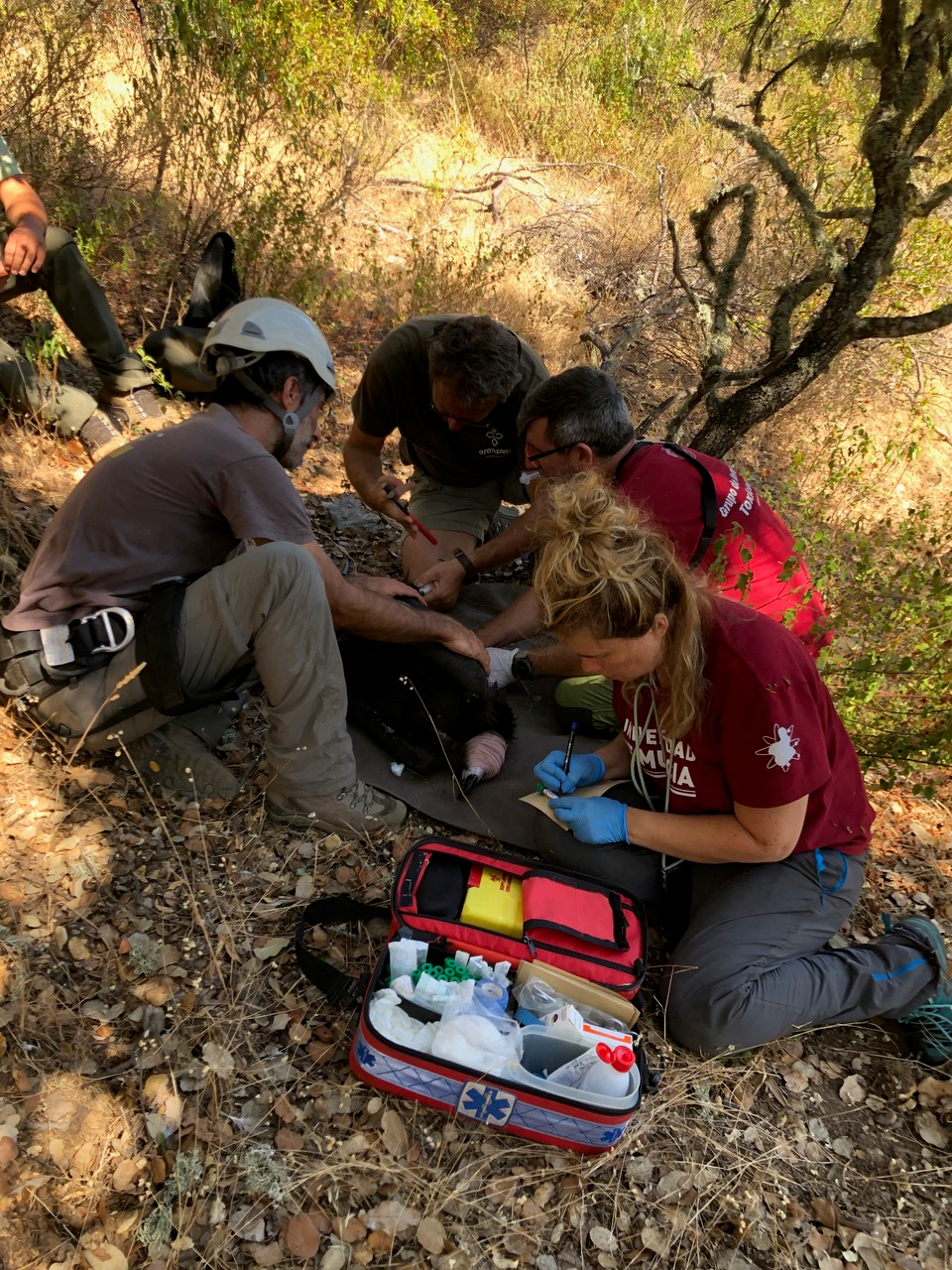 Alfonso's Team Collecting Data on a Cinereous Vulture