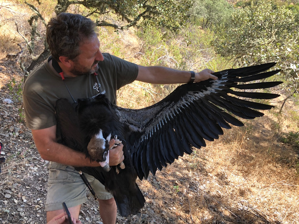 Alfonso with a Cinereous Vulture Alfonso with a Cinereous Vulture