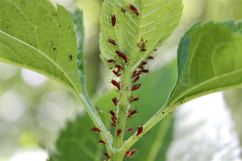 Red Goldenrod Aphids Feeding on a Sunflower