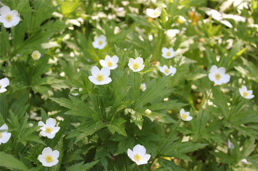 A clump of flowering Canada Anemone