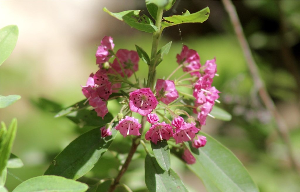 Sheep Laurel Blooming