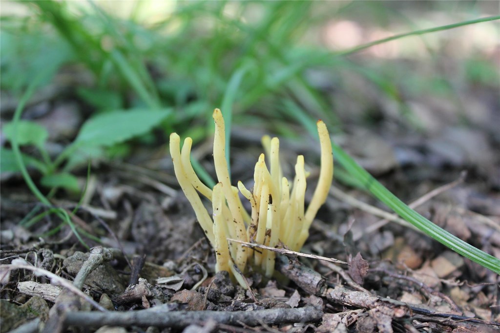 Golden Spindles Fungi Poking Through the Soil