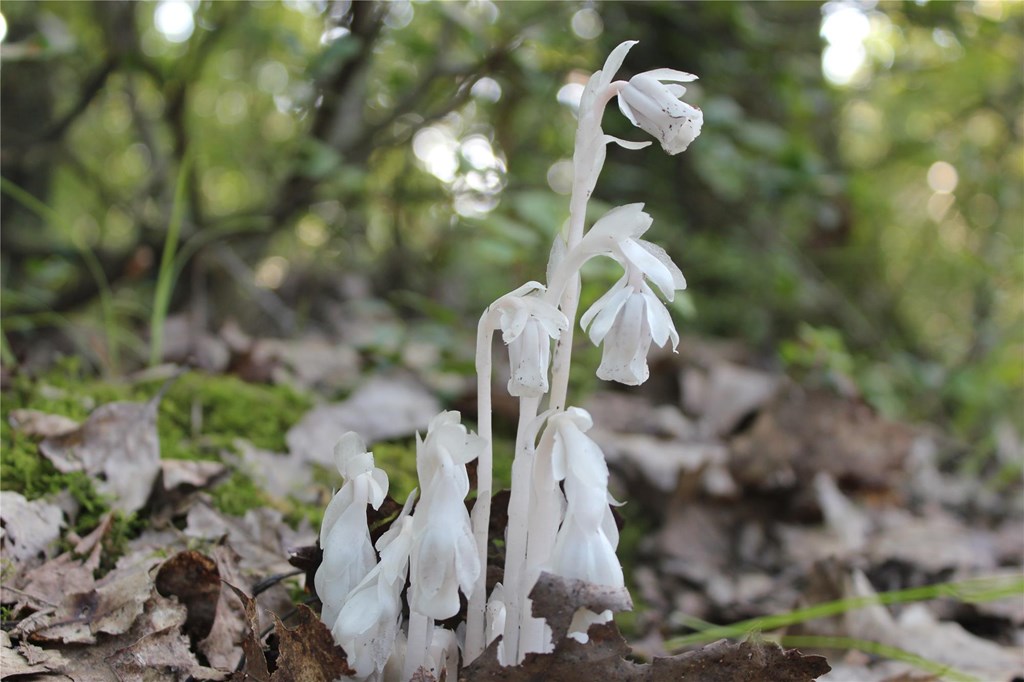 Ghost Pipe Plant