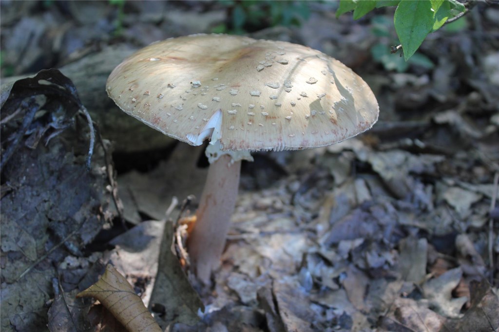 Blusher Mushroom