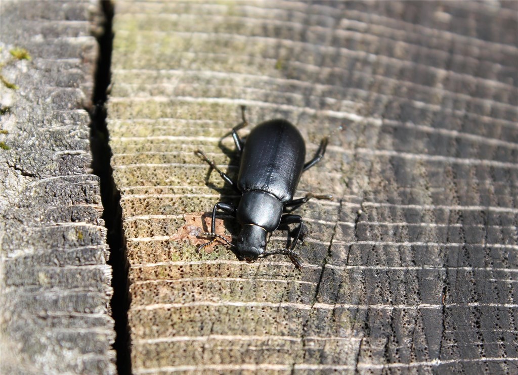 False Mealworm Beetle