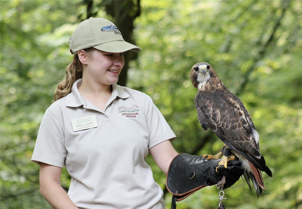 Educator holding a red-tailed hawk on the glove