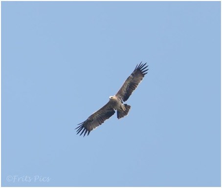 Imperial eagle Imperial eagle