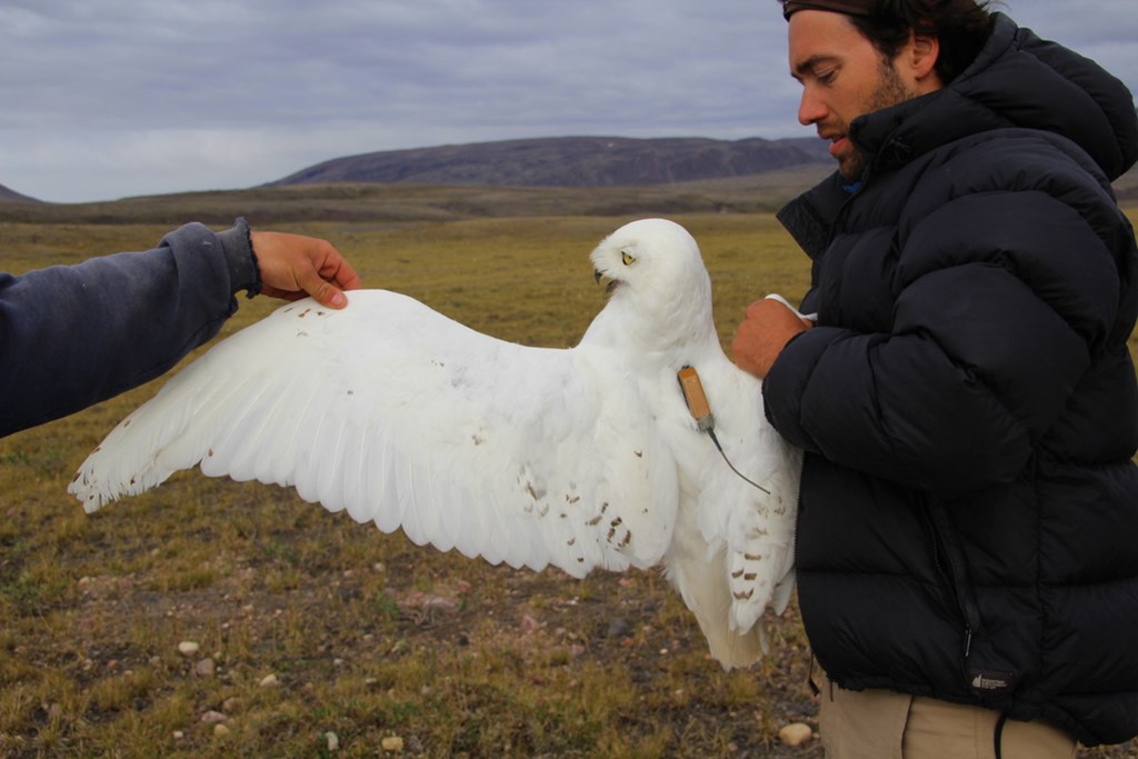 JF Therrien holding a snowy owl with a satellite tracker