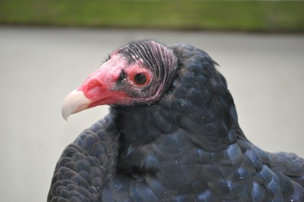 Turkey Vulture from Shaver's Creek Turkey Vulture from Shaver's Creek