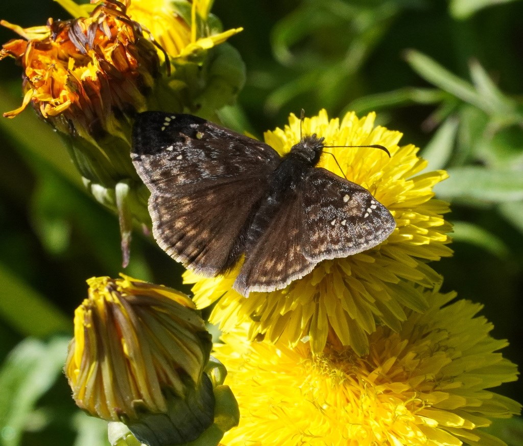 Juvenal's Duskywing sitting on a flower Juvenal's Duskywing sitting on a flower