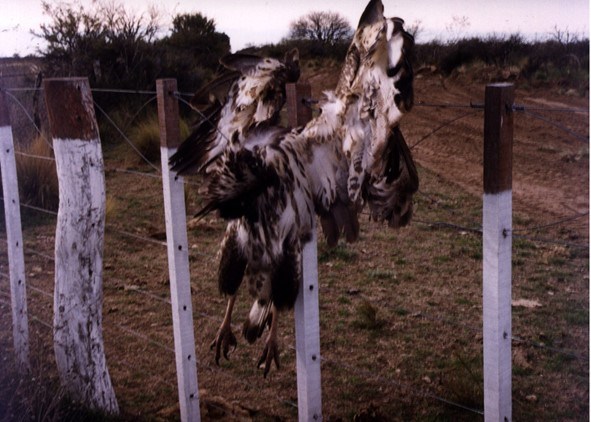 Persecuted Juvenile Chaco Eagle