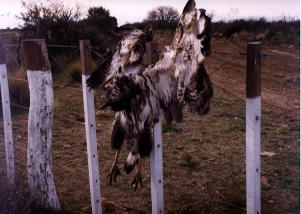 Persecuted Juvenile Chaco Eagle Persecuted Juvenile Chaco Eagle